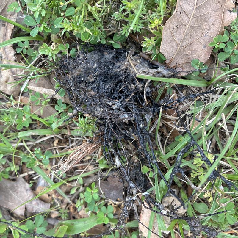 Sewer line root clog with angel hair fibers and debris