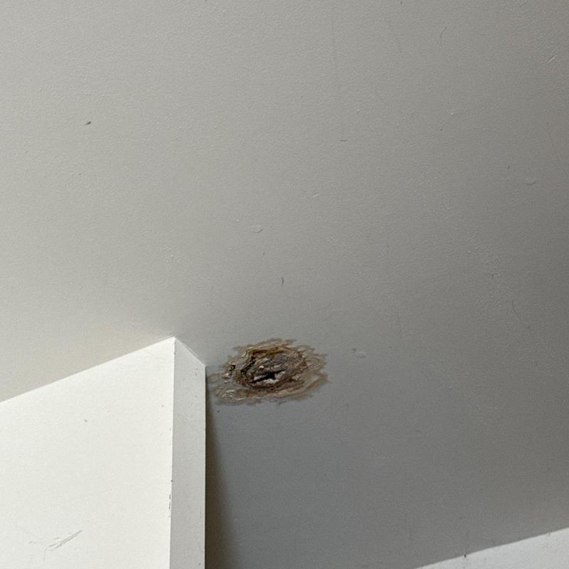 Ceiling water damage stain with mold near corner wall