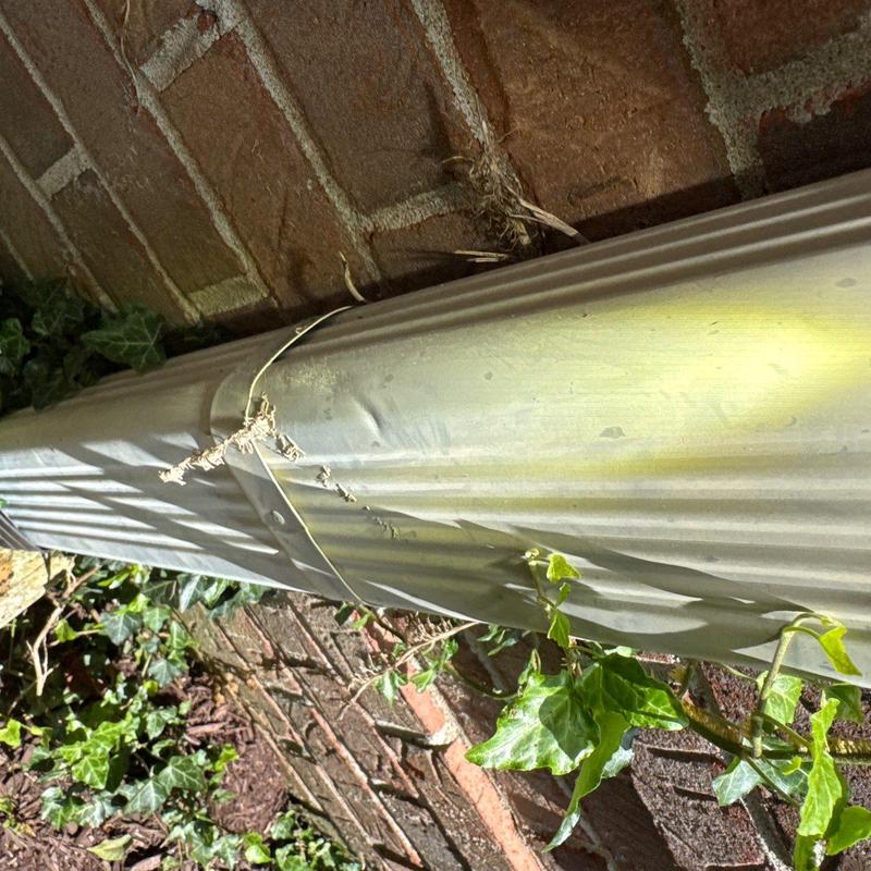 Metal downspout with dents and plant debris