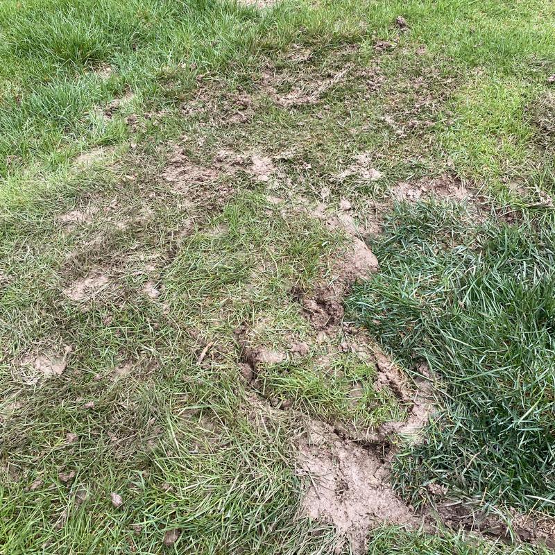 Sprinkler system repair on damaged yard grass