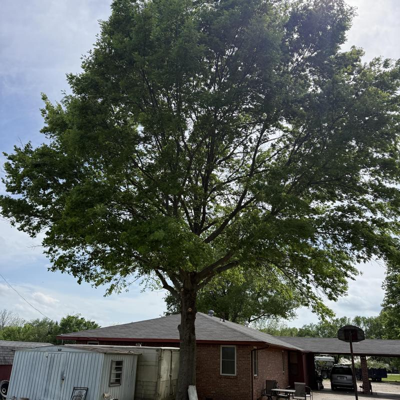 Tree branches above roof with trimmed and removed dead limbs