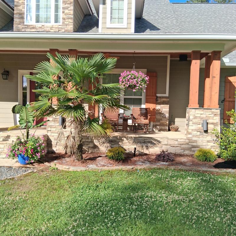 Palm tree and flower bed landscaping with black mulch