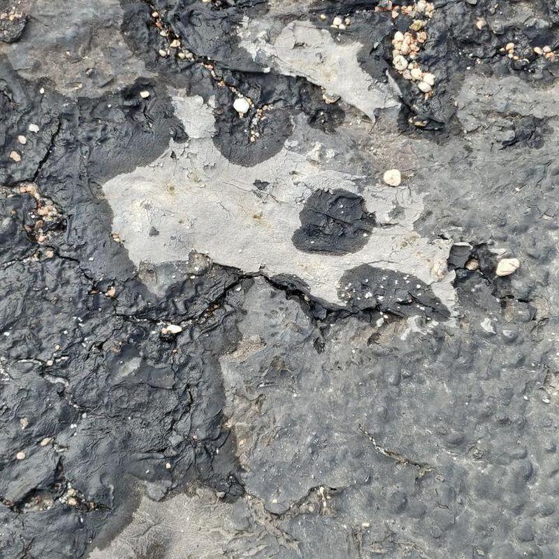 Tar and gravel flat roof showing deterioration