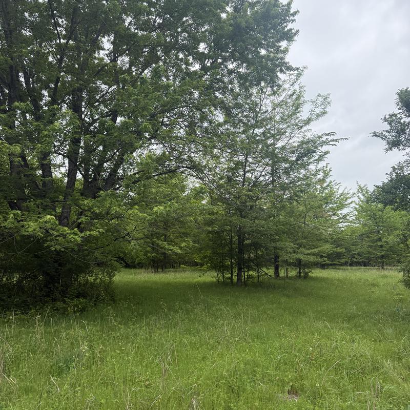 Trees and grass clearing estimate on residential lot Trees and grass clearing estimate on residential lot