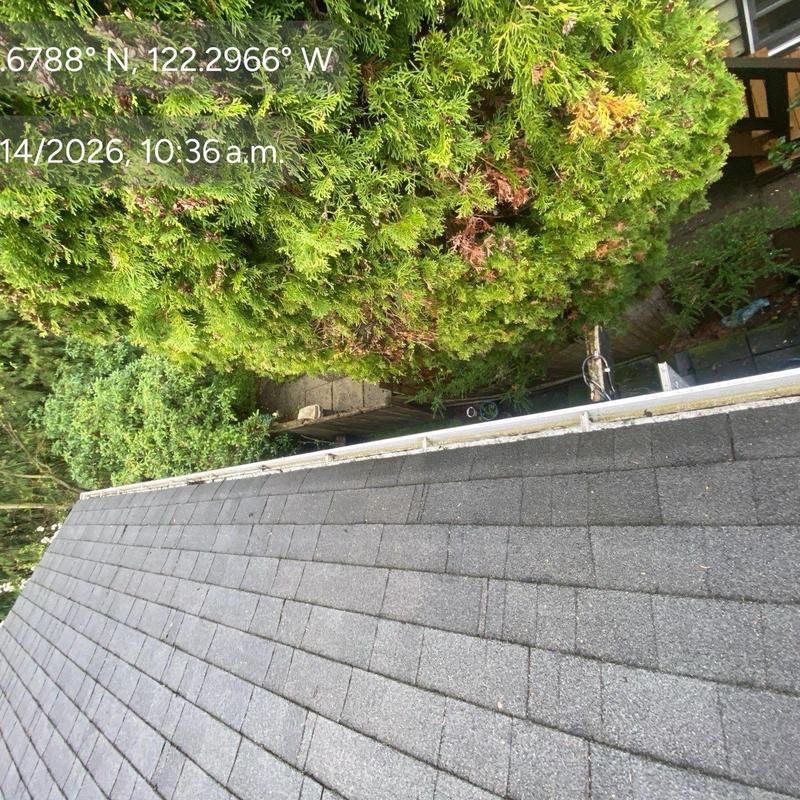 Roof shingles and gutter system with surrounding trees Roof shingles and gutter system with surrounding trees