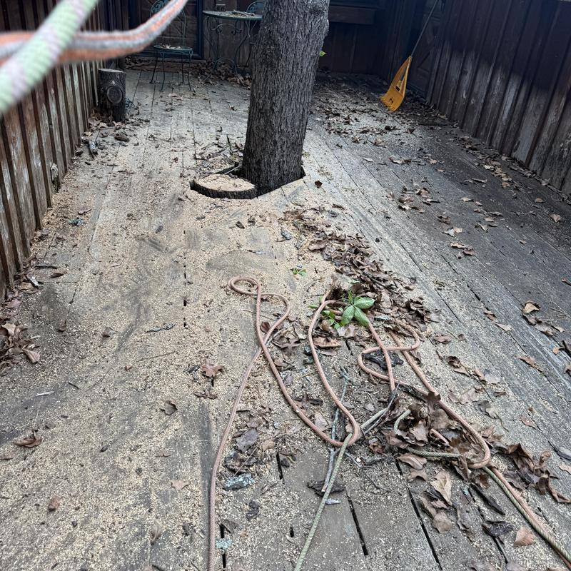 Deck with tree stump and sawdust after tree removal Deck with tree stump and sawdust after tree removal