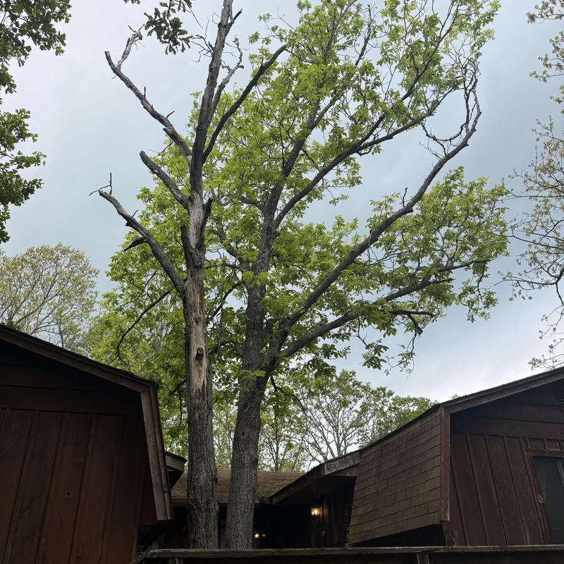 Dead and dying trees over residential deck and roof Dead and dying trees over residential deck and roof