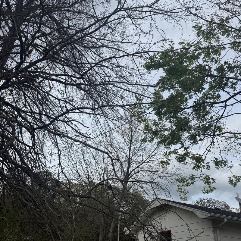 Dead tree branches near home and power lines Dead tree branches near home and power lines
