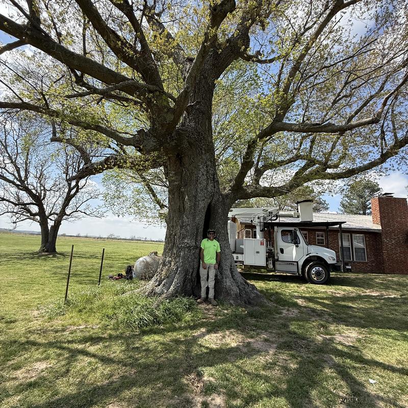 Large oak tree with rigging truck by house