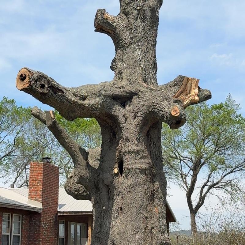 Dead oak tree trimmed above home with large limbs removed