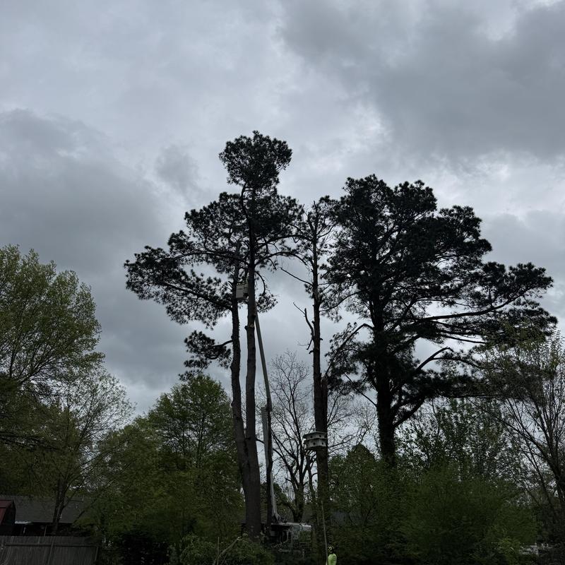 Pine tree removal with rigging near homes and fences Pine tree removal with rigging near homes and fences