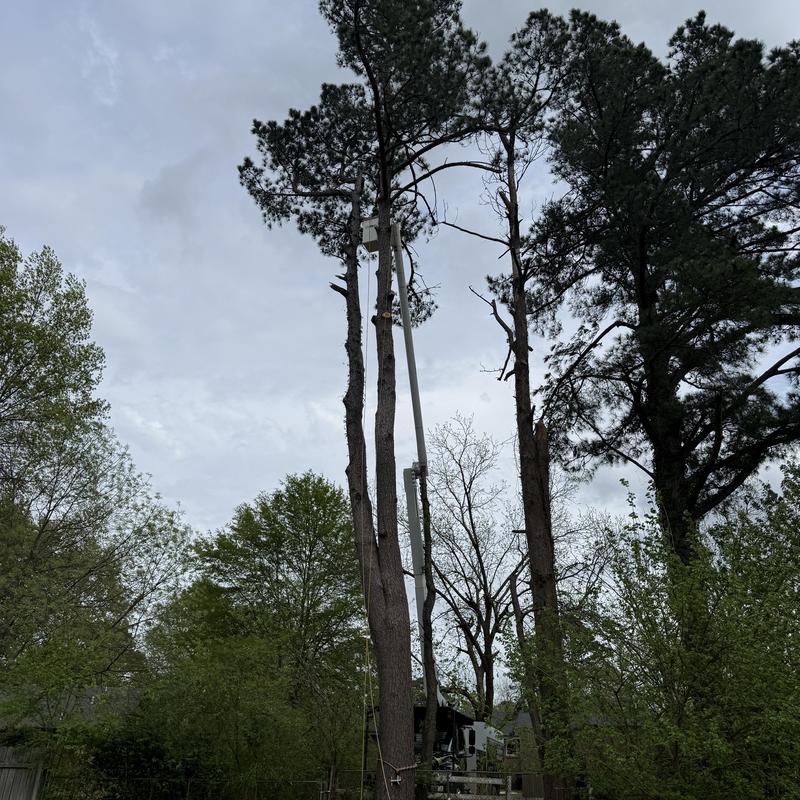 Pine tree removal with bucket truck in residential area Pine tree removal with bucket truck in residential area