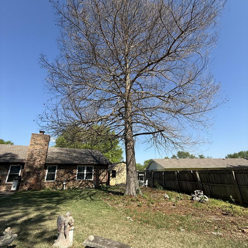 Dead cypress tree near homes before safe removal Dead cypress tree near homes before safe removal