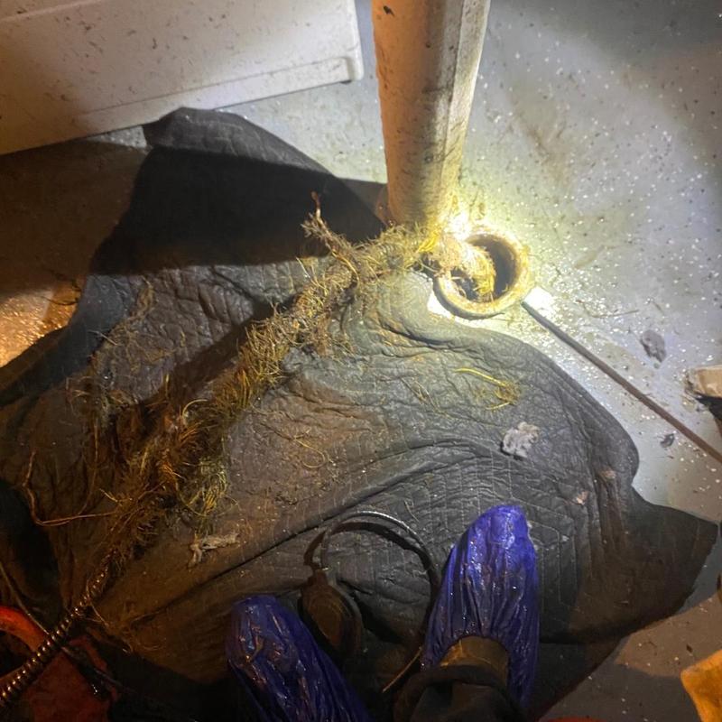 Drain line with roots removed during snaking service