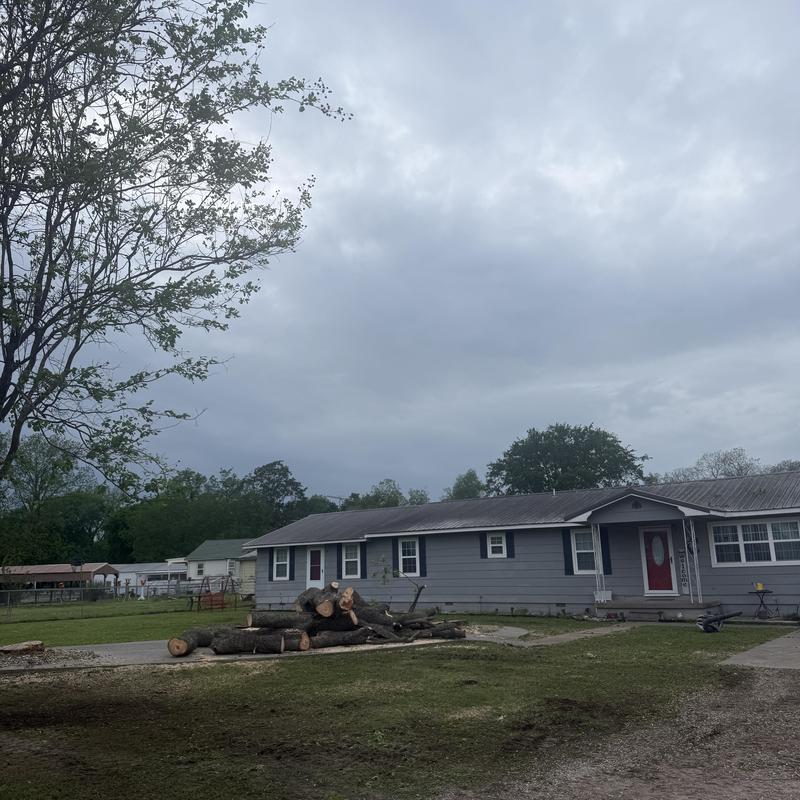 Pecan tree removal with cut logs near house Pecan tree removal with cut logs near house