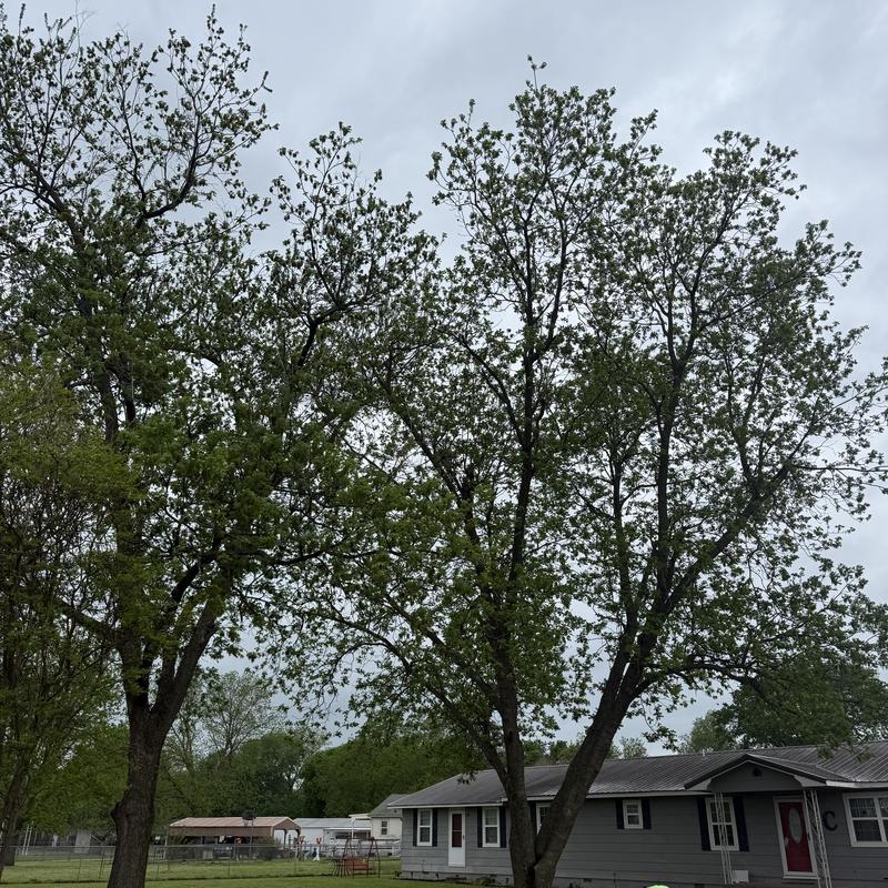 Pecan trees with carpenter ant damage near house Pecan trees with carpenter ant damage near house
