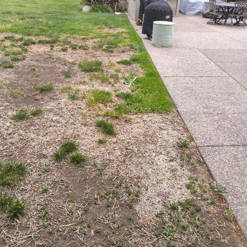 Lawn patch repair and soil treatment near patio