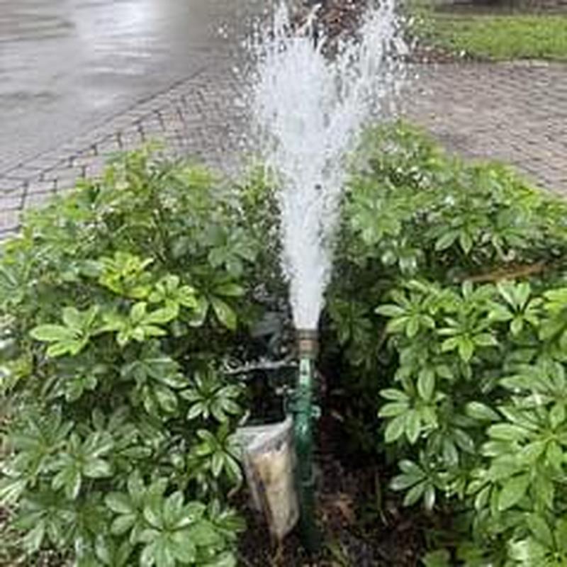 Backflow preventer spraying water from leak in bushes