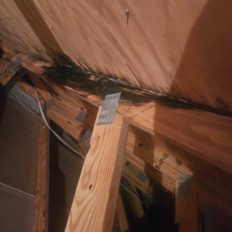 Roof truss wood damage with mold and decay signs