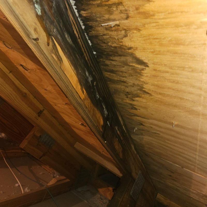 Roof truss and decking with water damage and mold