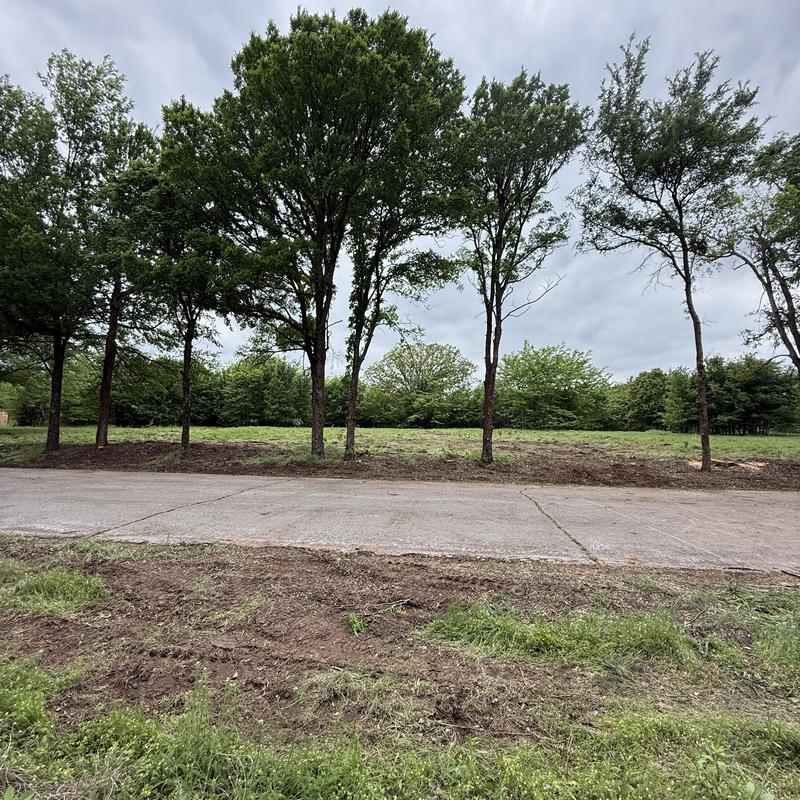 Tree removal and lot clearing with debris cleanup