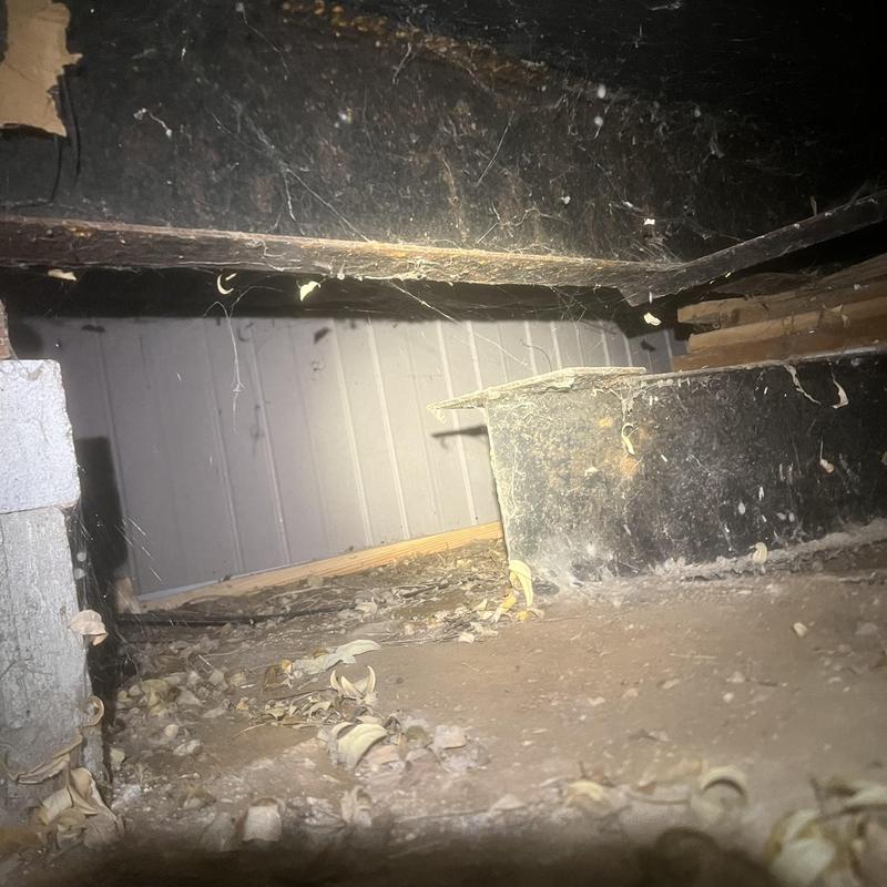 Crawl space with dirt floor and cobwebs
