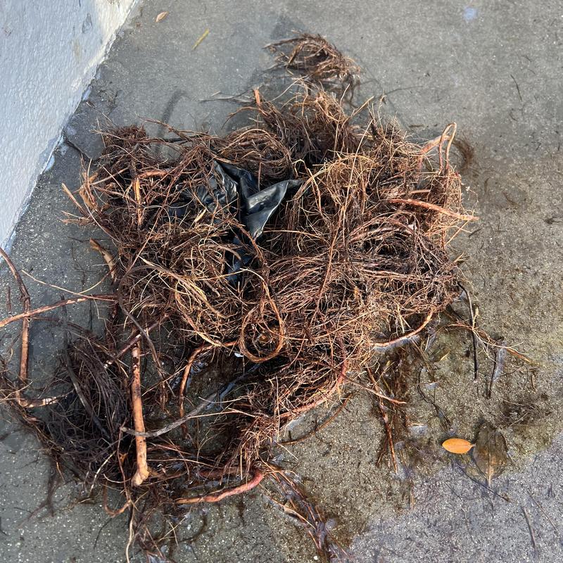 Patio storm drain roots removed on concrete surface Patio storm drain roots removed on concrete surface