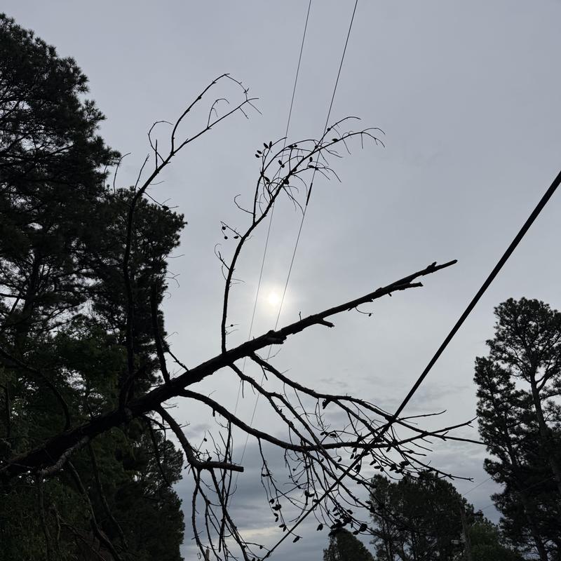 Dead pine tree leaning on utility lines before removal Dead pine tree leaning on utility lines before removal