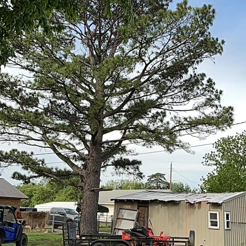 Pine tree near structure for removal estimate in Hartshorne