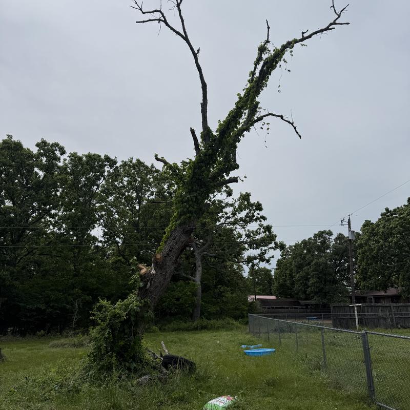 Leaning dead tree near fence line removal site Leaning dead tree near fence line removal site