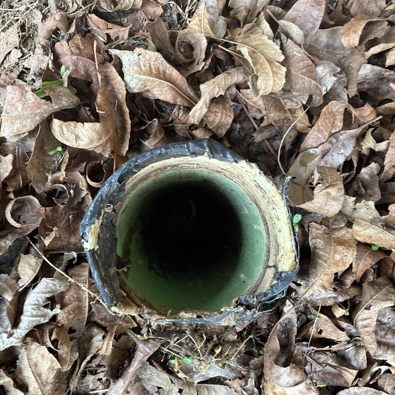 Sewer main drain cleanout pipe surrounded by dry leaves