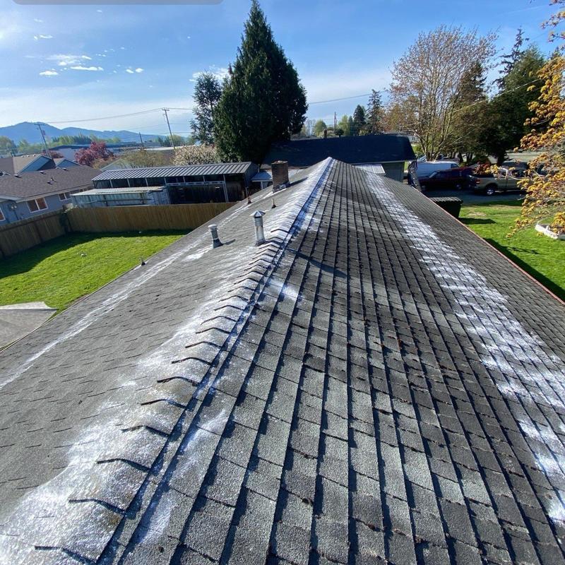 Asphalt shingle roof with moss treatment markings