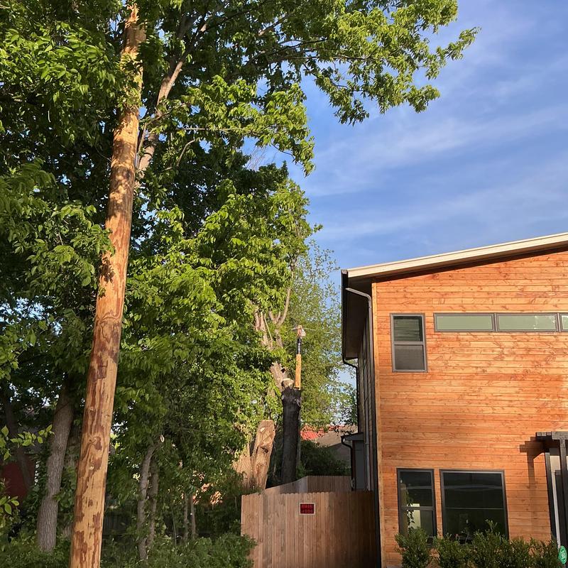 Tree limbs removal near wood house and fence