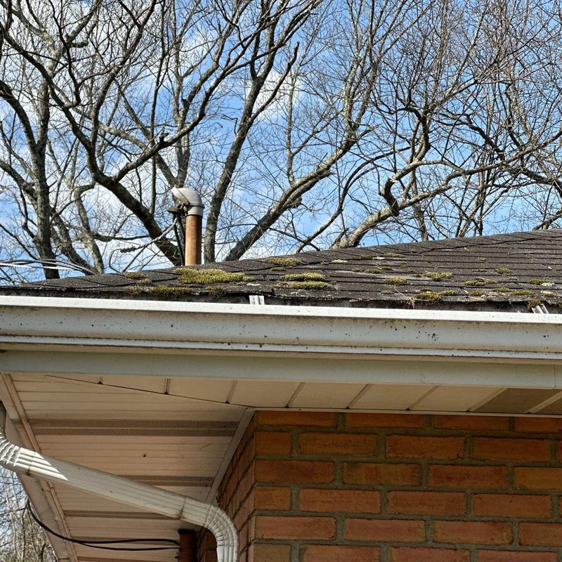 Roof shingles with moss growth on residential home Roof shingles with moss growth on residential home