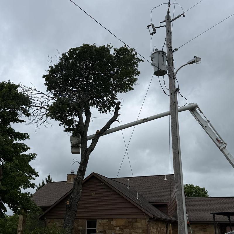 Diseased tree removal near power lines using bucket truck Diseased tree removal near power lines using bucket truck