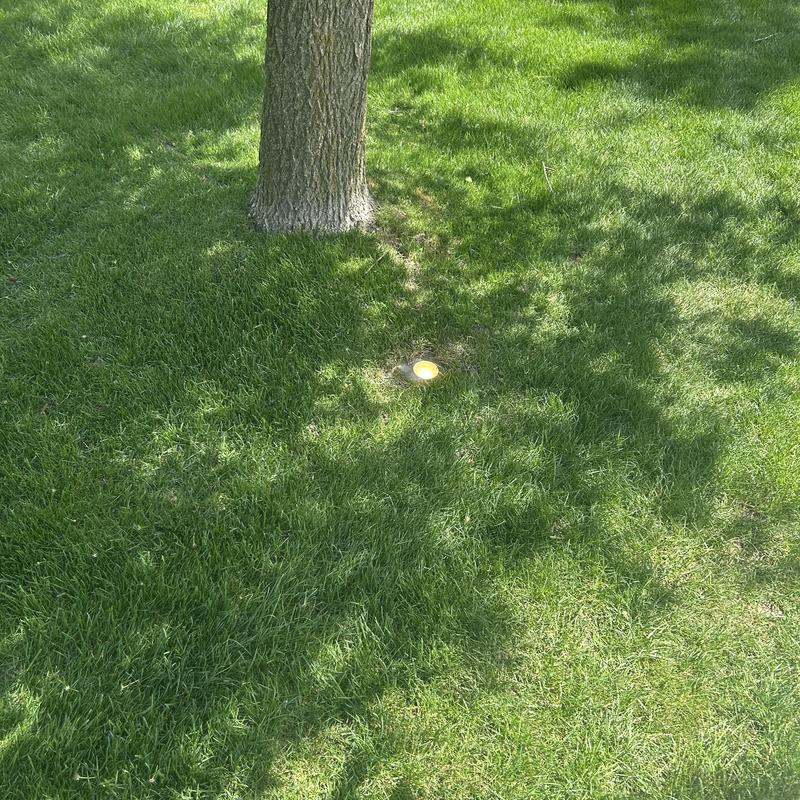 Landscape lighting fixture in lawn near tree