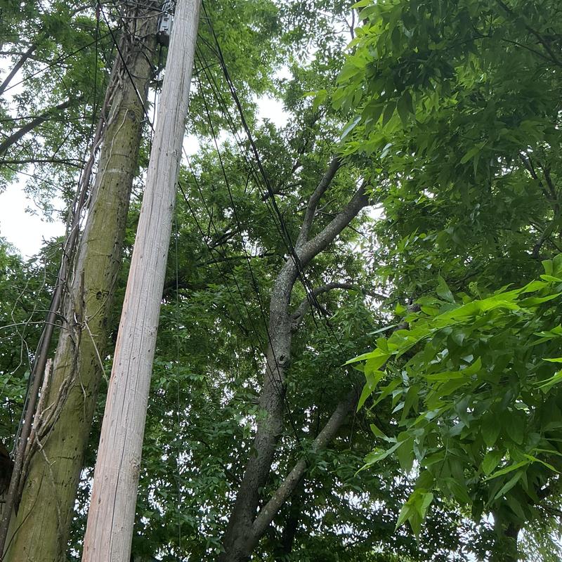 Power lines entangled with tree limbs over roof clearance