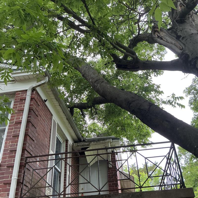 Tree limbs over roof and near gutter cleaning