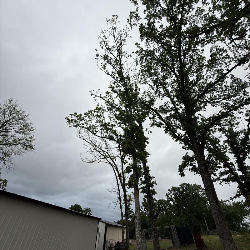 Overhanging tree removal near shop building Overhanging tree removal near shop building