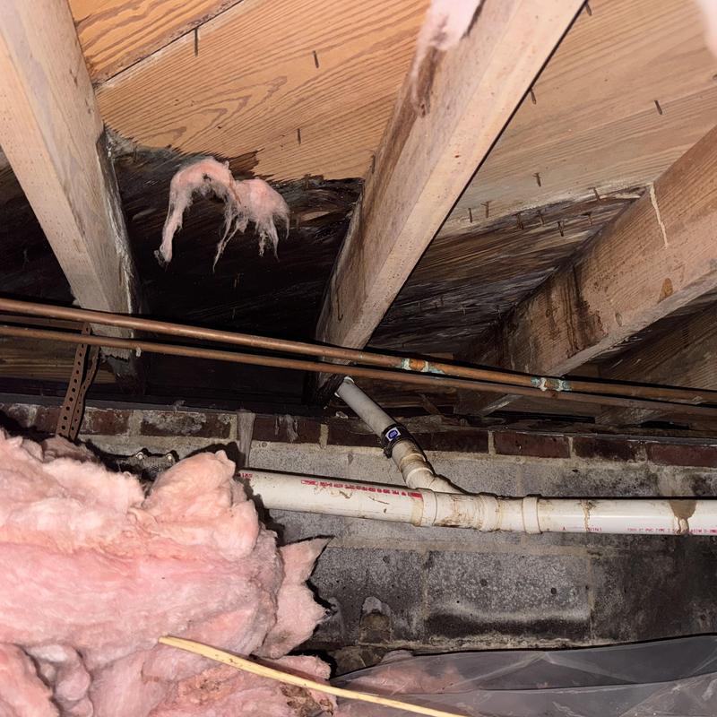 Wooden floor joists with water damage and insulation Wooden floor joists with water damage and insulation