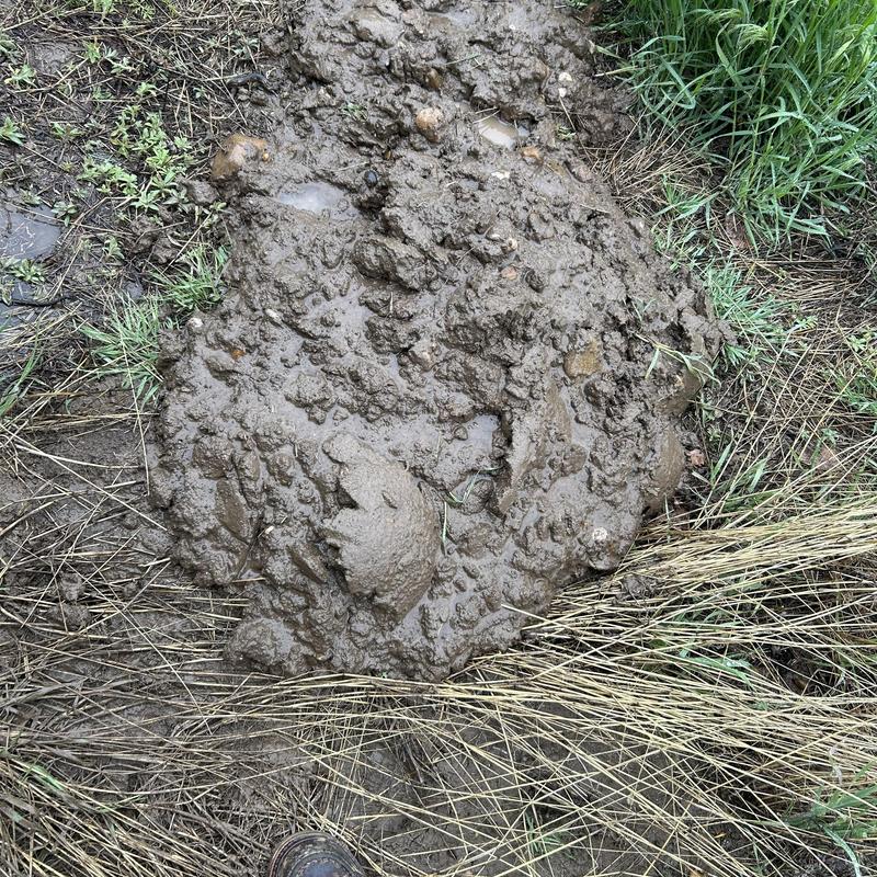 Yard hydrant leak causing muddy ground and wet grass