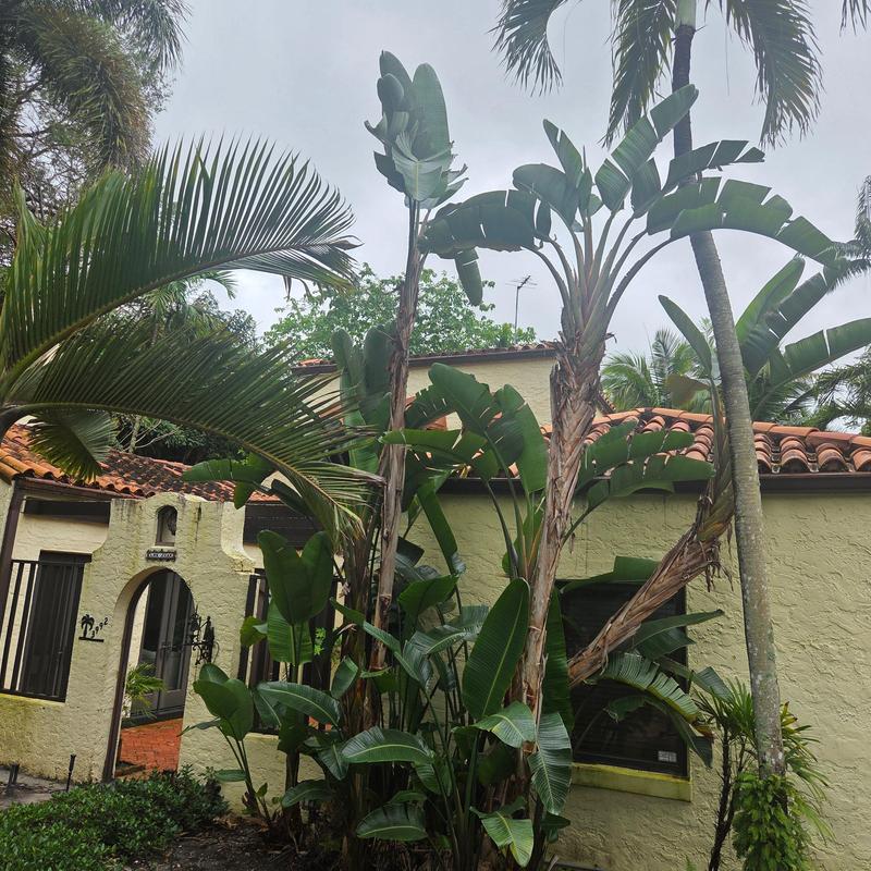 Spanish clay tile roof with tropical landscaping in Miami