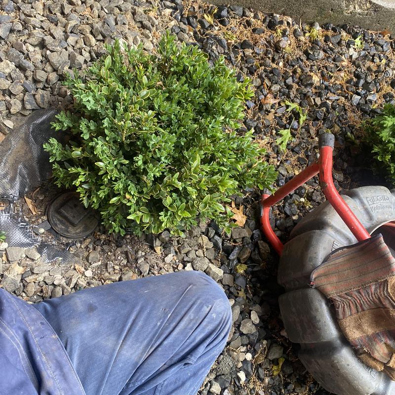 Sewer line camera inspection with drain cleaning machine