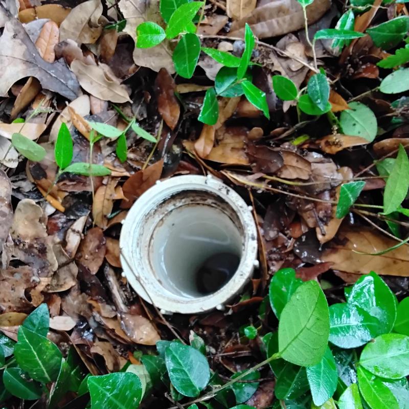 Sewer cleanout pipe surrounded by leaves and plants