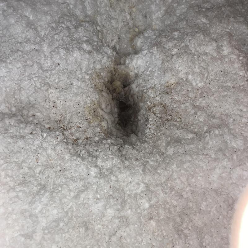 Roof vent flashing leak with moisture damage in insulation