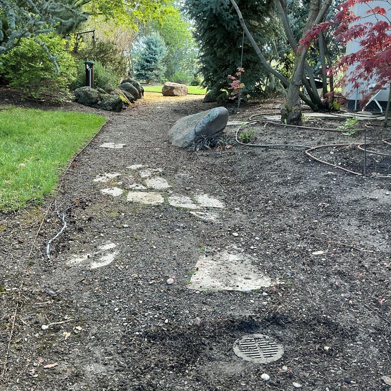 Drain cleanout access with cleared surrounding soil and landscaping.