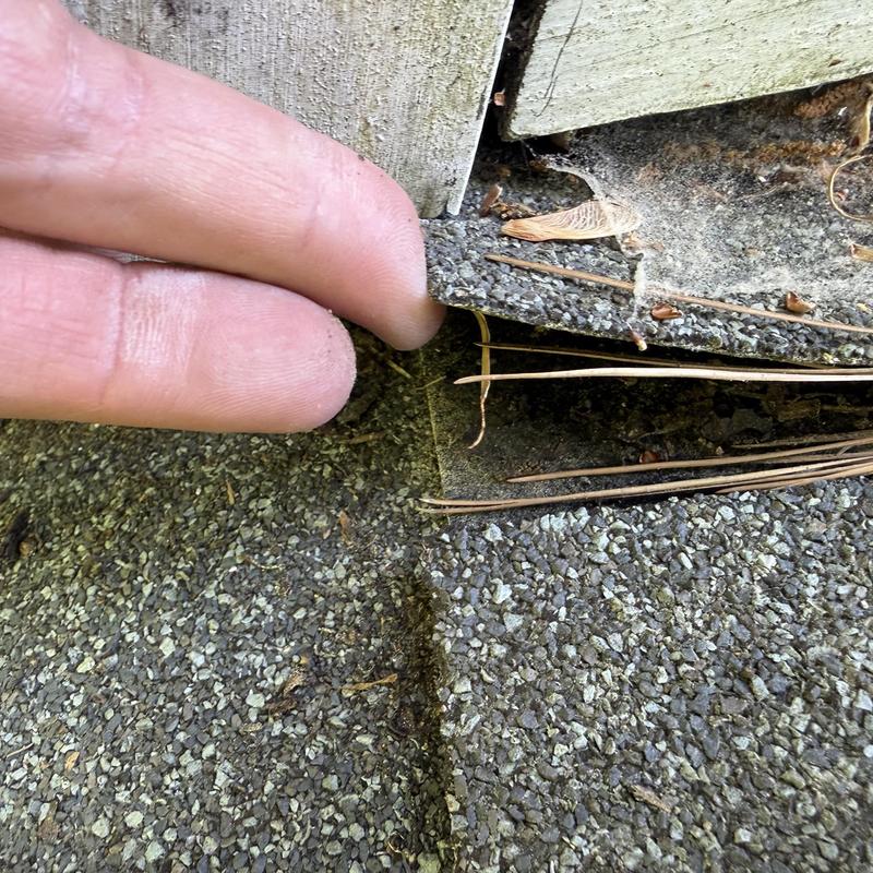 Asphalt shingle roof edge lifting near chimney flashing