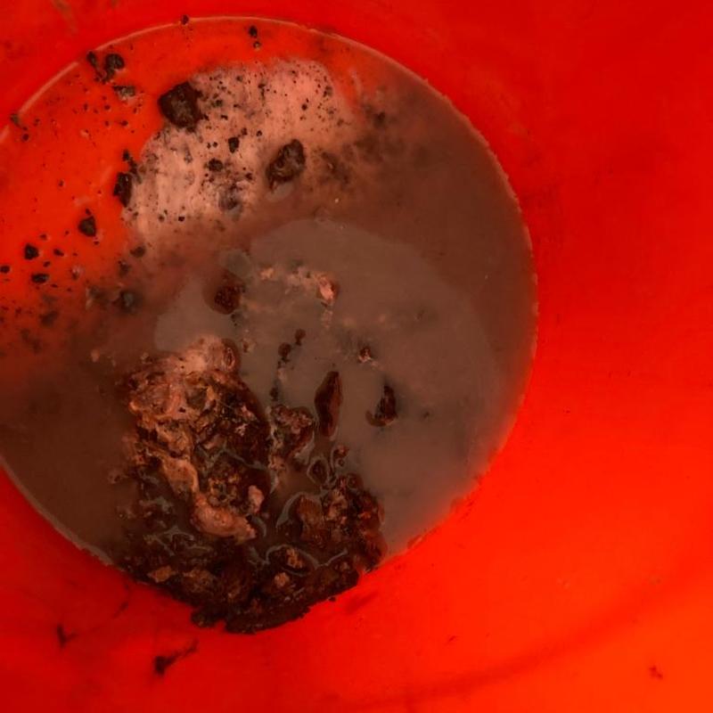 Master sink p-trap debris in bucket after clearing drain