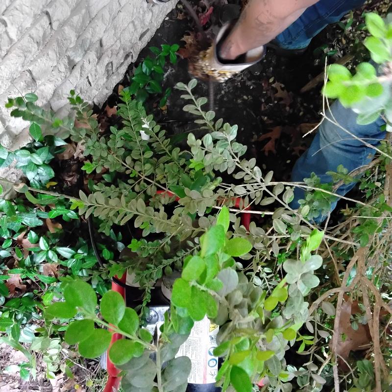 Cast iron line clog cleared with cable in yard