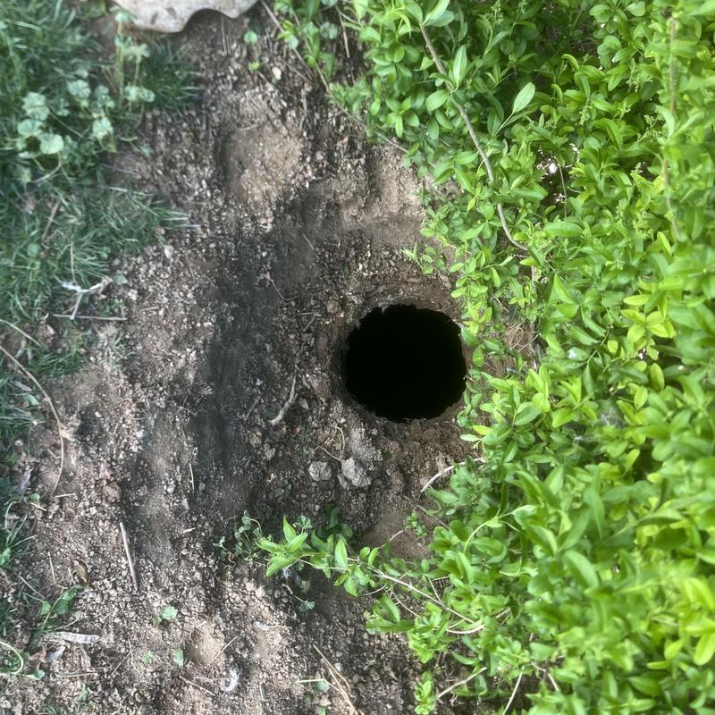Septic tank access hole dug in soil near greenery